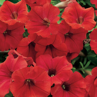 Petunia Surfinia Deep Red