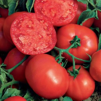 Tomato Beefsteak