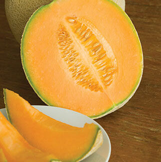 Cantaloupe Hale's Jumbo Best