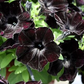 Petunia Crazytunia Black Mamba