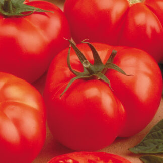 Tomato Beefmaster