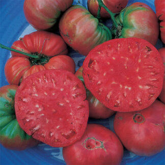 Tomato Giant Belgium