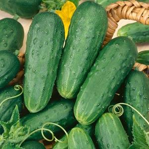 Cucumber Homemade Pickle