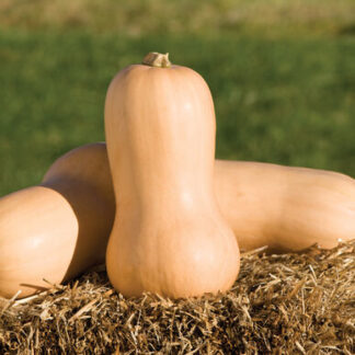 Squash Butternut