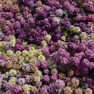 Alyssum