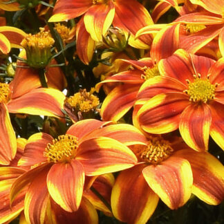 Bidens