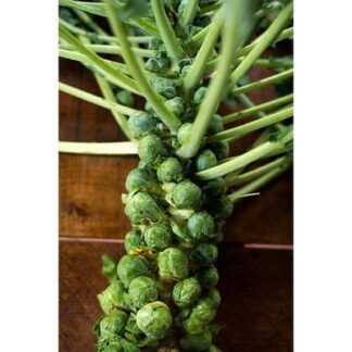 Brussels Sprouts Jade Cross