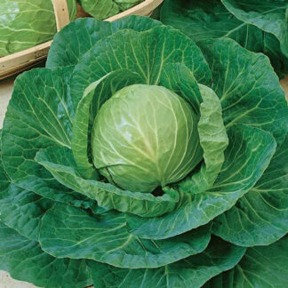 Cabbage Early Flat Dutch