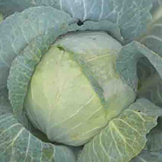 Cabbage Early Jersey Wakefield