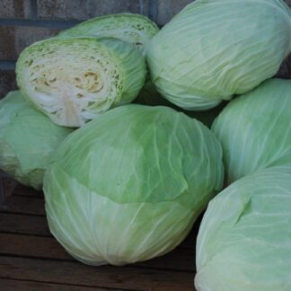 Cabbage Late Flat Dutch