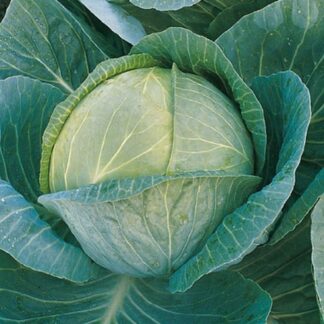 Cabbage O.S. Cross
