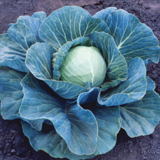 Cabbage Stonehead