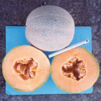 Cantaloupe