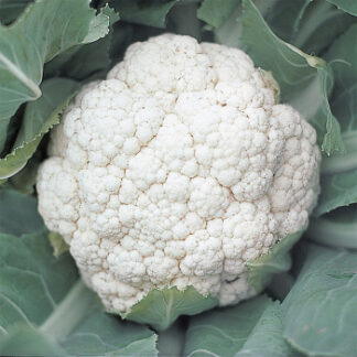 Cauliflower Snow Crown