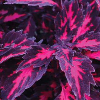 Coleus