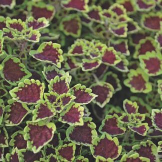 Coleus Great Falls