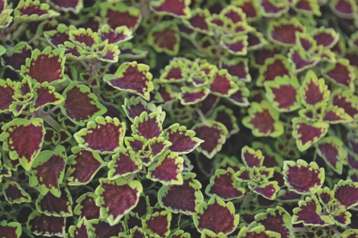 Coleus Great Falls