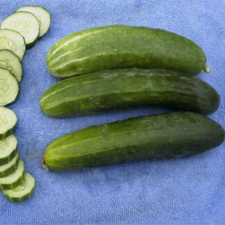 Cucumber Bush Cucumber
