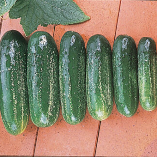 Cucumber