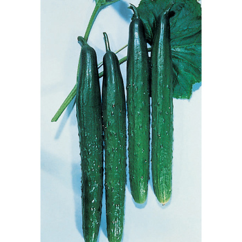 Cucumber Tasty Green Burpless