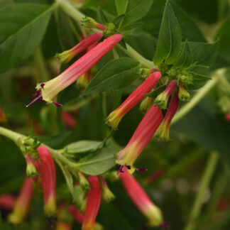Cuphea/Hummingbird's Lunch