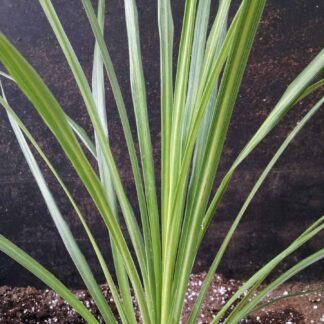 Dracaena/Spikes