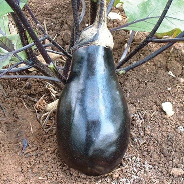 Eggplant Black Beauty