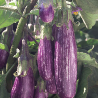 EggplantFairytale