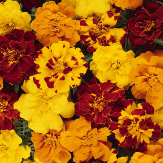 Marigold Durango Outback Blend