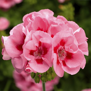 Geraniums