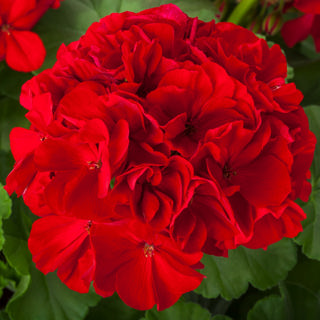 Geranium Calliope Large Red