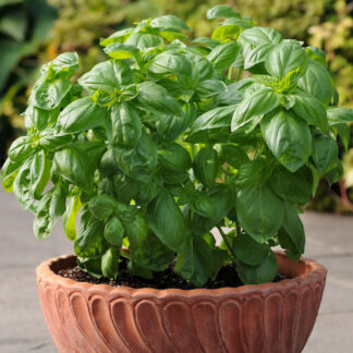 Basil Dolce Fresca