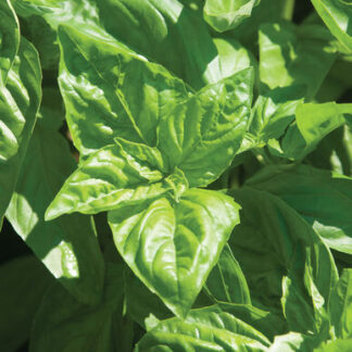 Basil Large Leaf