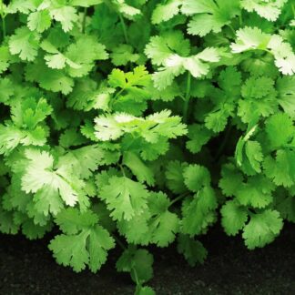 Cilantro