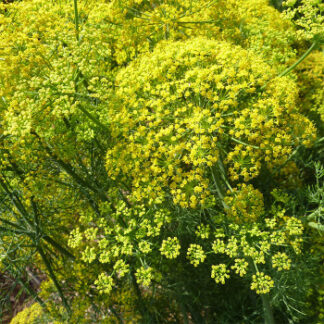 Dill Fern Leaf