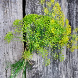 Mammoth Dill