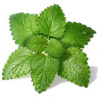 Lemon Balm