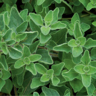 Oregano