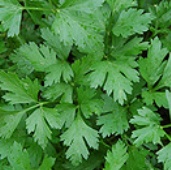 Parsley Italian