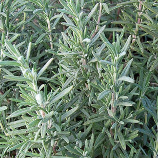 Rosemary