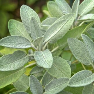Sage