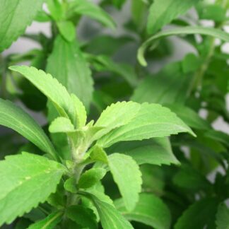 Stevia
