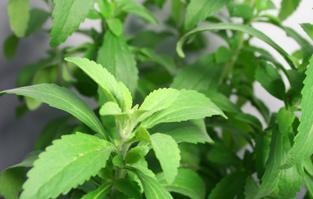 Stevia