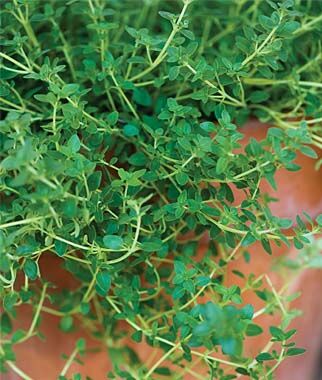 Thyme