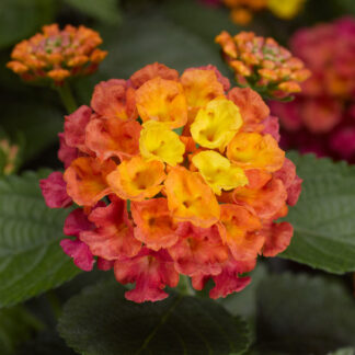 Lantana Bandana Rose