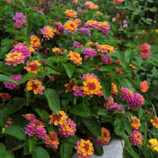 Lantana