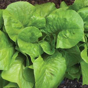 Lettuce Bibb