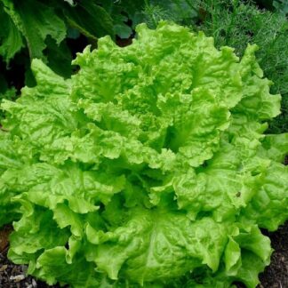 Lettuce Black Seeded Simpson