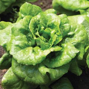 Lettuce Butter Crunch