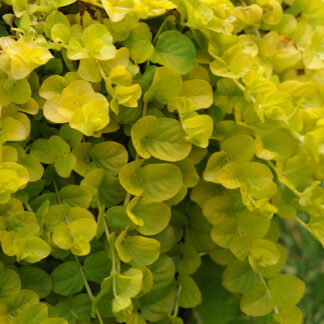Lysimachia Goldilocks